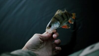 Korporasi Perikanan Pelaku Ilegal Fishing Nyaris tak Tersentuh Proses Hukum, Mengapa?*