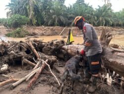 *Tim K9 Ditpolsatwa Baharkam Polri Bantu Pencarian Korban Bencana di Bantaran Sungai Huta Raja*